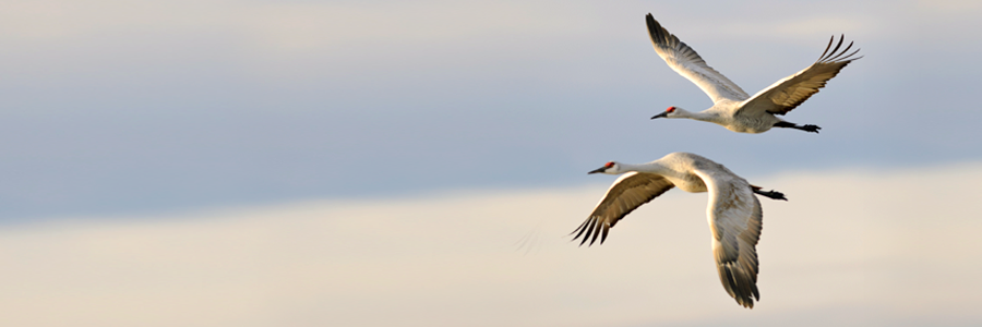 slider_birds slider_birds